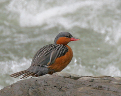 Torrent Duck