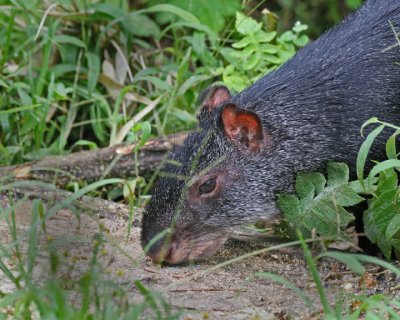 Capybara