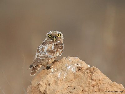 Little Owl 0388