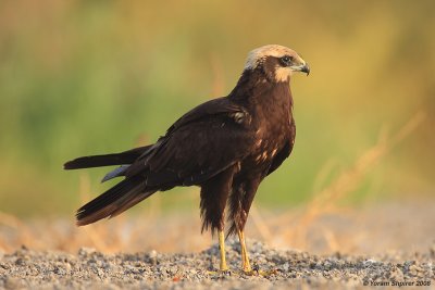 Marsh Harrier 3324