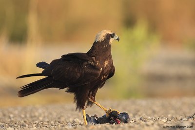 Marsh Harrier 3340
