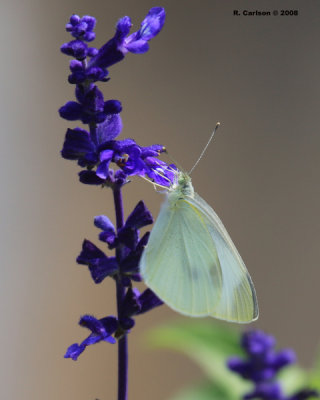 butter_0020.jpg