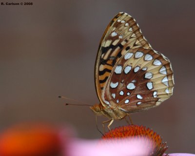 butter_0073.jpg