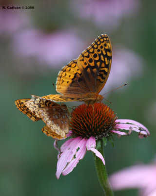 butter_0084.jpg