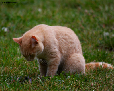 cat_0160.jpg