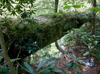 Laurel Branch Lost Camp Arch