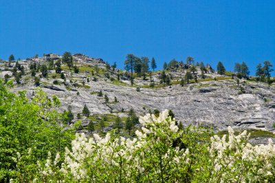 Wild Mountain Honey