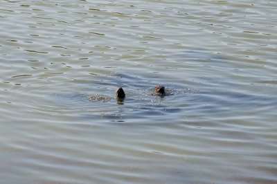 Otters - Rodeo Lagoon