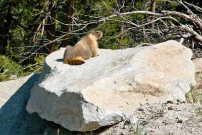 Yellow Bellied Marmot