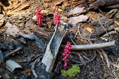 Snow Plants