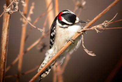 Downy Woodpecker