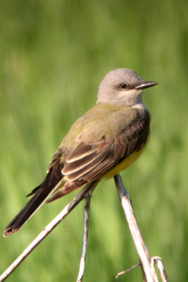 Great-crested Flycatcher