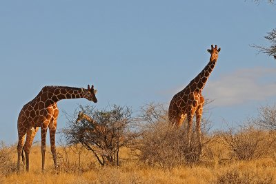 Jirafas reticuladas