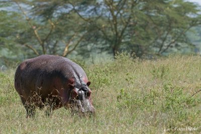 Grazing in daylight