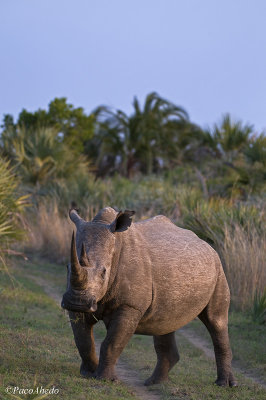 W Rhino