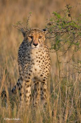 Young cheetah