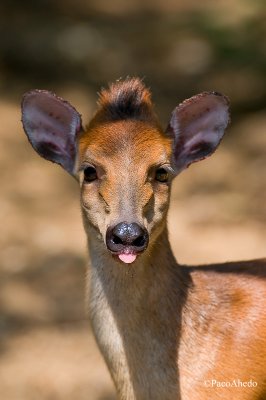 Funny Red Duiker
