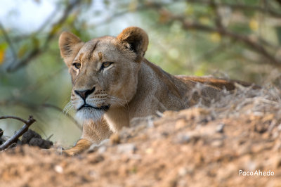 Young lioness