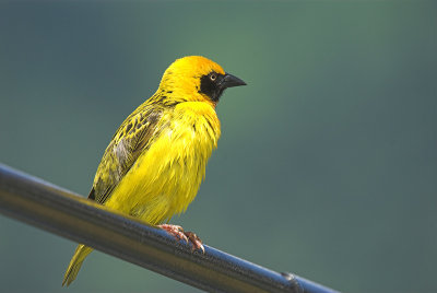 Yellow visitor