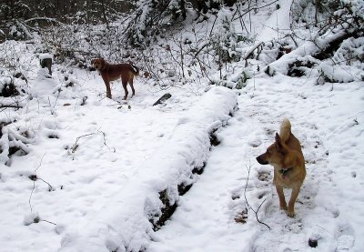 Trail breakers