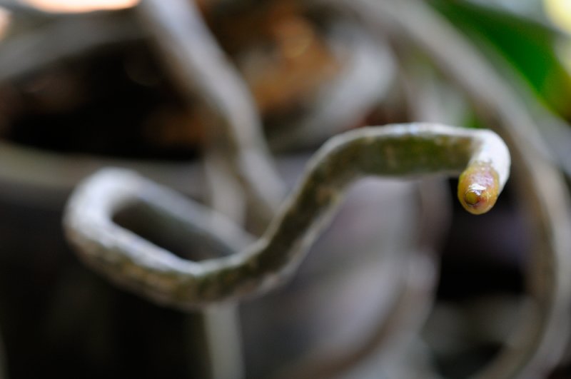 Orchid Growing Pains