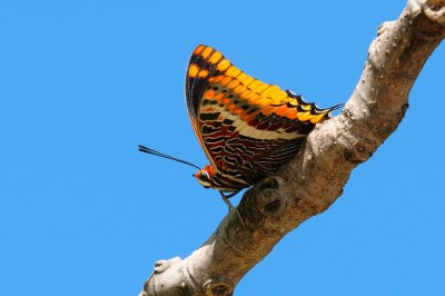 Swallowtail  Butterfly on a Fig Branch