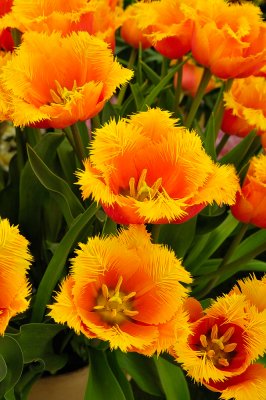 Tulip Orange Princess
