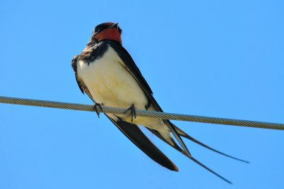 Lindisfarne Swallow