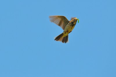 Lark Ascending