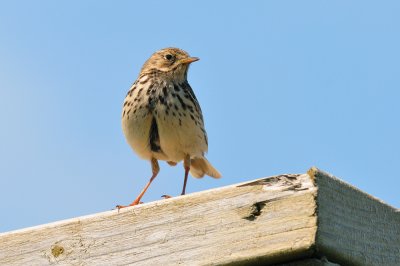 Lindisfarne Skylark II