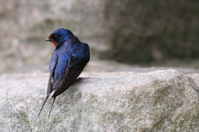 Dunstonburgh Swallow