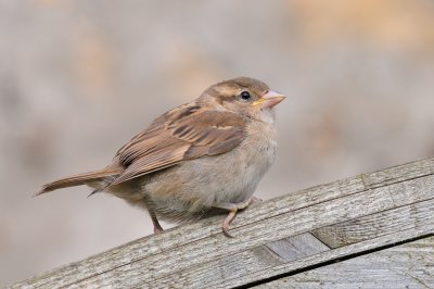 Lindisfarne Sparrow