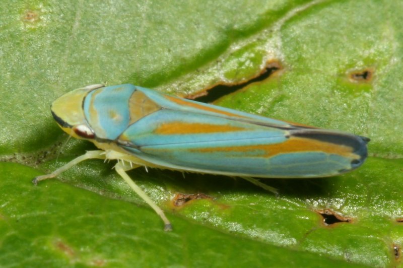 Graphocephala coccinea or fennahi