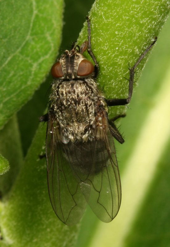 Pollenia ♀