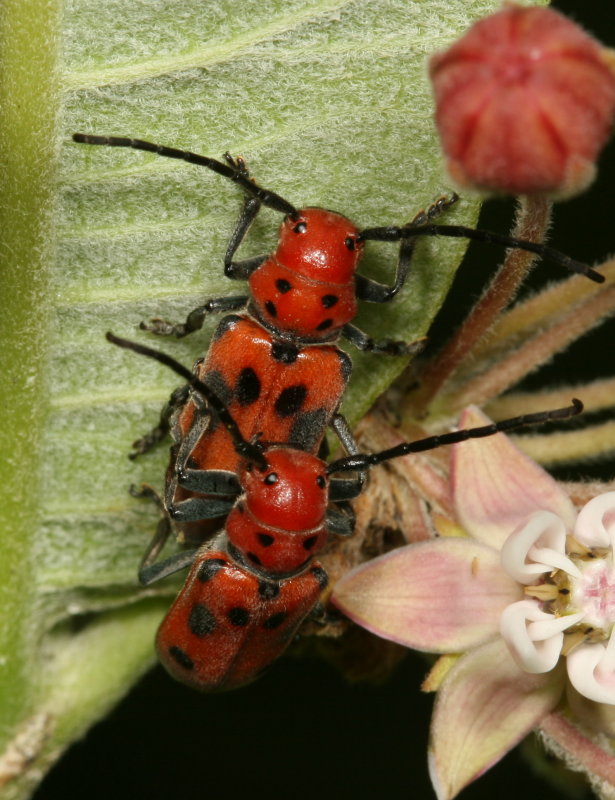 Red Milkweed Beetle