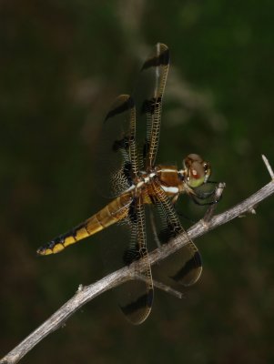 Painted Skimmer  ♀