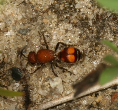 Dasymutilla ursus
