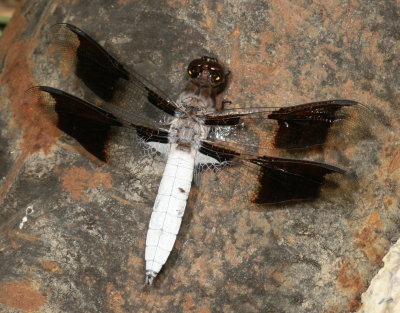 Common Whitetail ♂
