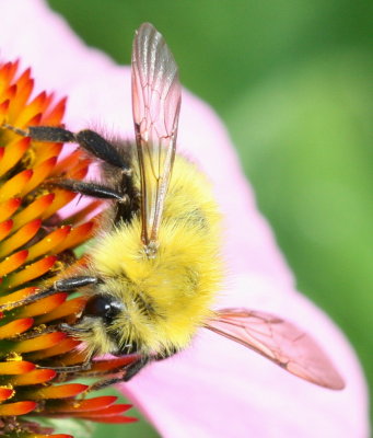 Bombus perplexus ♂ * Perplexing Bumble Bee