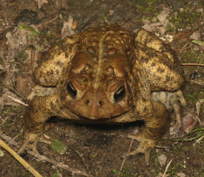 American Toad