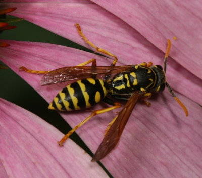 Polistes dominulus * European Paper Wasp ♀