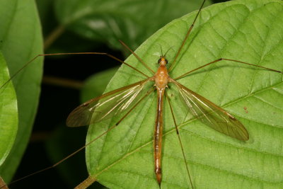 Nephrotoma tenuis