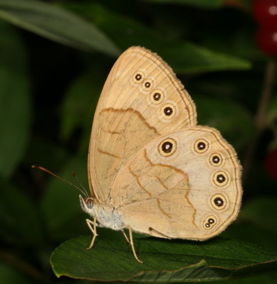 Appalachian Brown