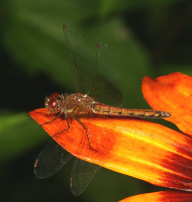 Band-winged Meadowhawk ♀
