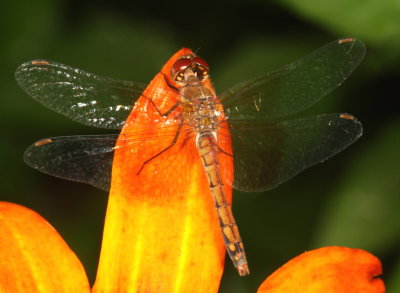 Band-winged Meadowhawk ♀