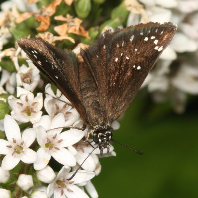 Common Sootywing