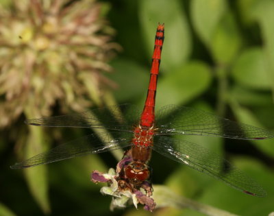 Meadowhawk - Sympetrum sp. ♂