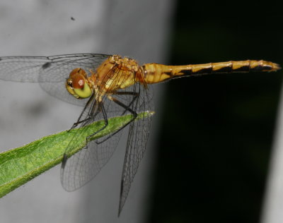 Meadowhawk - Sympetrum sp. ♀