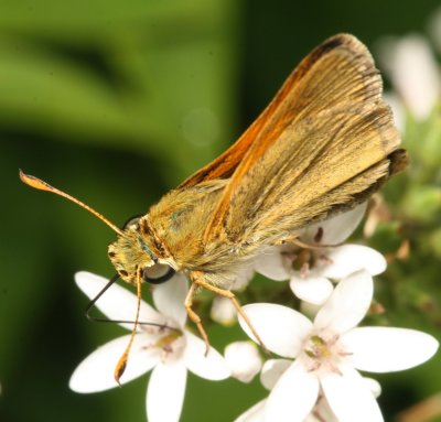 Tawny-edged Skipper