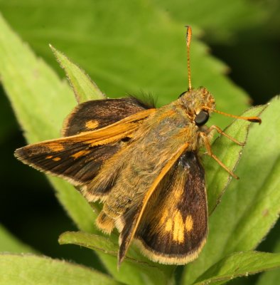 Peck's Skipper ♀